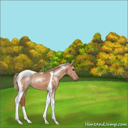 Horse Color:Red Dun Sabino Tobiano 