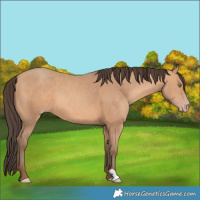 Horse Color:Amber Champagne 