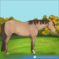 Horse Color:Amber Champagne 