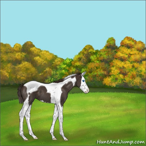 Horse Color:Liver Chestnut Splash Tobiano Appaloosa 