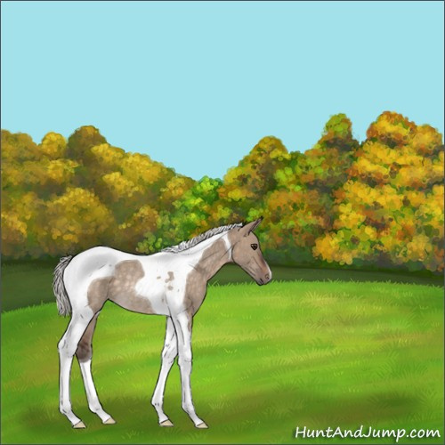 Horse Color:Silver Brown Dun Tobiano Rabicano 
