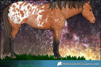 Horse Color:Bay Near Leopard  and Bay Near Leopard Rabicano 