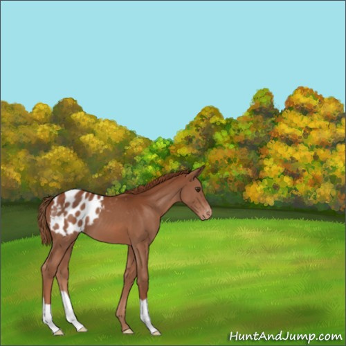 Horse Color:Chestnut Appaloosa 