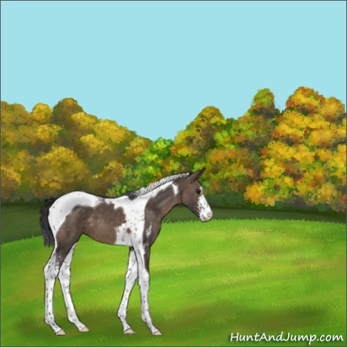 Horse Color:Brown Dun Sabino Tobiano 