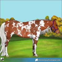 Horse Color:White Spotted Silver Bay Appaloosa Rabicano 