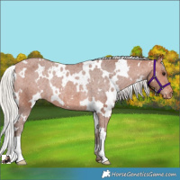 Horse Color:White Spotted Silver Bay Varnish Rabicano