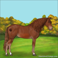 Horse Color:Chestnut 