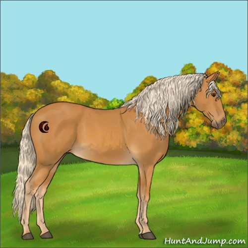 Horse Color:Palomino 
