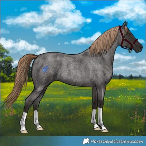Horse Color:Liver Red Roan 