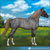 Horse Color:Liver Red Roan 