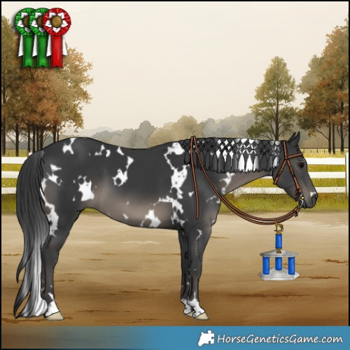 Horse Color:White Spotted Black 