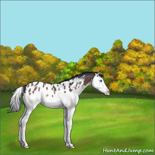Horse Color:Brown Splash Appaloosa Rabicano 