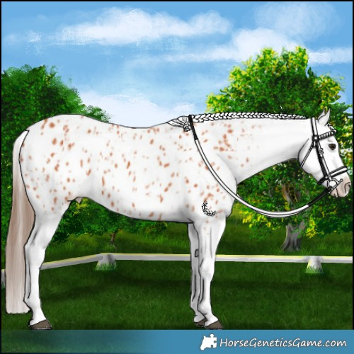Horse Color:Bay Appaloosa  and Bay Appaloosa 