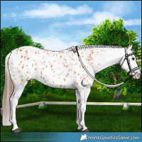 Horse Color:Bay Appaloosa and Bay Appaloosa