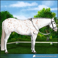 Horse Color:Bay Appaloosa  and Bay Appaloosa 