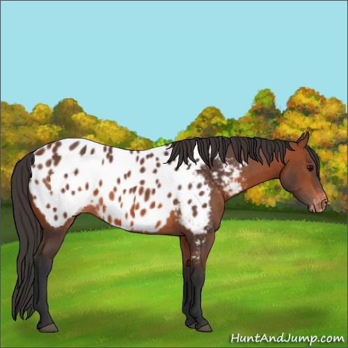 Horse Color:Bay Appaloosa 