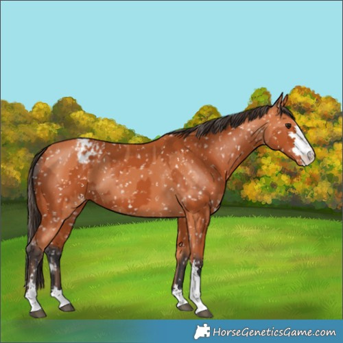 Horse Color:Bay Appaloosa  and Bay Appaloosa 
