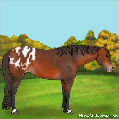Horse Color:Bay Appaloosa