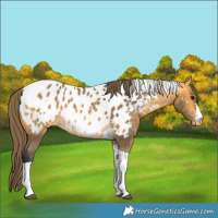 Horse Color:Buckskin Tobiano Appaloosa