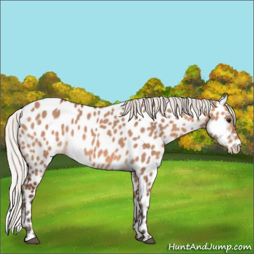 Horse Color:Silver Bay Dun Appaloosa 