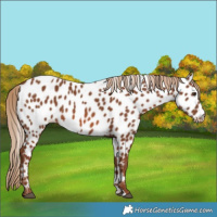 Horse Color:Chestnut Appaloosa