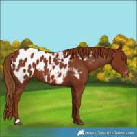 Horse Color:Chestnut Appaloosa