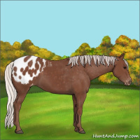 Horse Color:Silver Black Appaloosa 