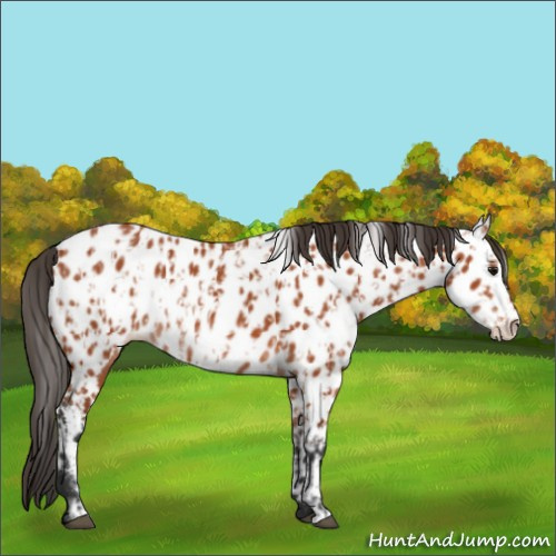 Horse Color:Bay Sabino Appaloosa Rabicano and Bay Sabino Frame Appaloosa Rabicano
