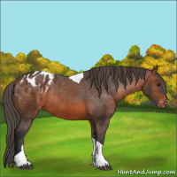 Horse Color:Brown Tobiano Blanket Rabicano 