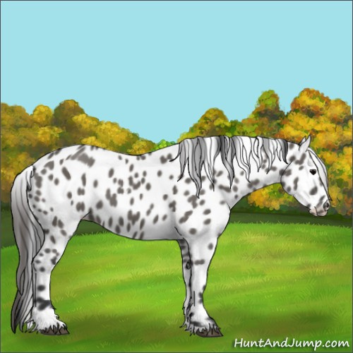 Horse Color:Grullo Tobiano Appaloosa 