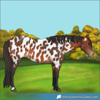 Horse Color:Bay Appaloosa 