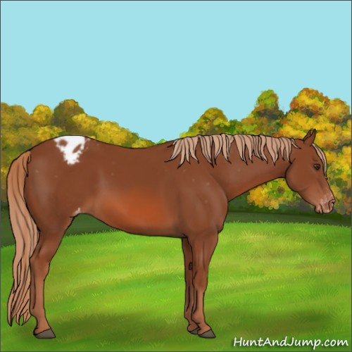 Horse Color:Chestnut Appaloosa 