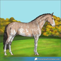 Horse Color:Bay Dun Sabino