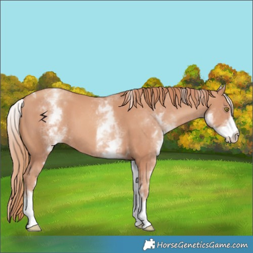 Horse Color:White Spotted Gold Champagne Tobiano 