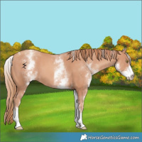 Horse Color:White Spotted Gold Champagne Tobiano 
