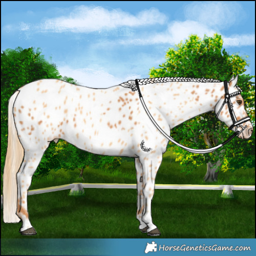 Horse Color:Chestnut Appaloosa  and Gold Champagne Appaloosa 