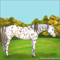 Horse Color:Buckskin Leopard 