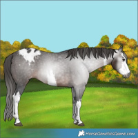 Horse Color:Gray White Spotted Bay Appaloosa 