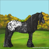 Horse Color:Black Appaloosa  and Gray Black Appaloosa 