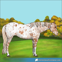 Horse Color:Chestnut Appaloosa  and Red Roan Appaloosa 
