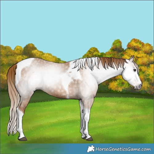 Horse Color:Gray Chestnut Splash Tobiano