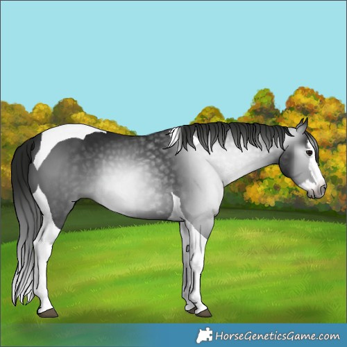 Horse Color:Gray Black Splash Tobiano 