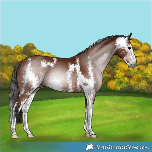 Horse Color:Gray Bay Sabino 