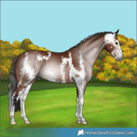 Horse Color:Gray Bay Sabino
