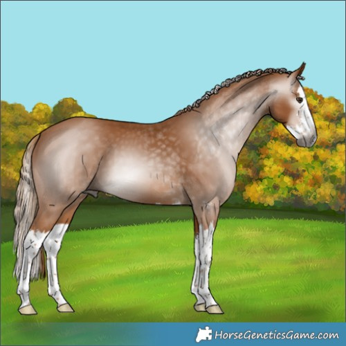 Horse Color:Gray Chestnut Sabino Splash 