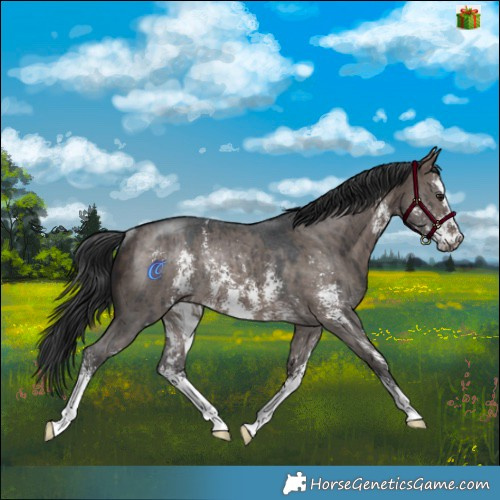 Horse Color:Brown Dun Mushroom Sabino Rabicano Brindle 