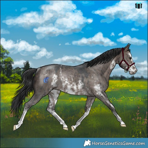 Horse Color:Brown Dun Mushroom Sabino Rabicano Brindle 