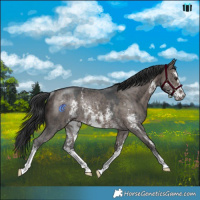 Horse Color:Brown Dun Mushroom Sabino Rabicano Brindle 