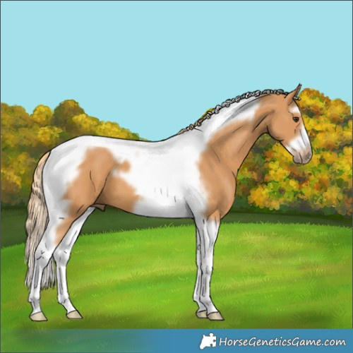 Horse Color:Chestnut Splash Tobiano Frame 