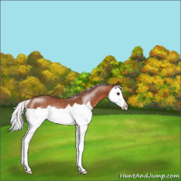 Horse Color:Silver Bay Splash Rabicano